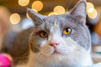 《暗黑破坏神：不朽》新角色疑似曝光 血骑士揭秘